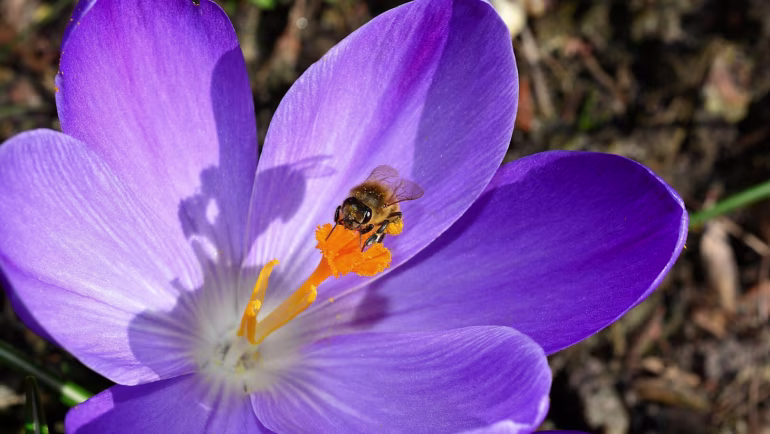 Stuifmeelpollen